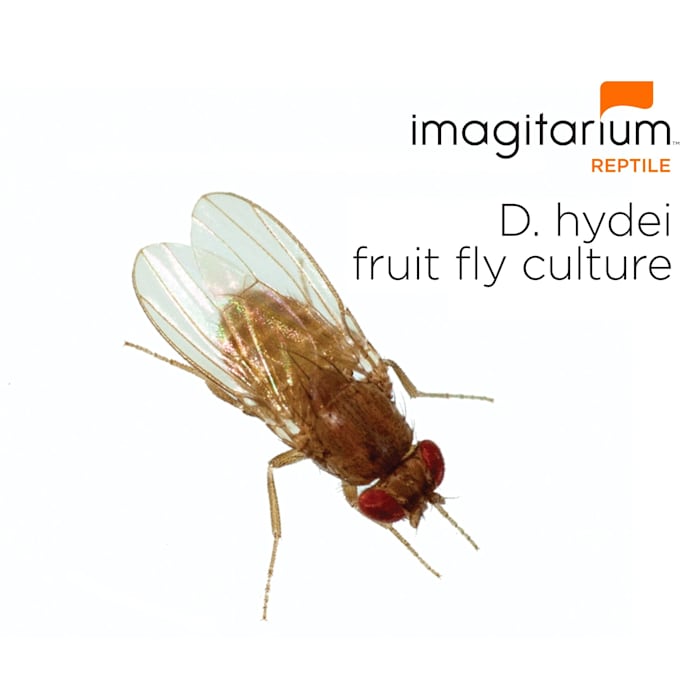 Hydei Fruit Fly Culture (Drosophila hydei) - Pack of 4