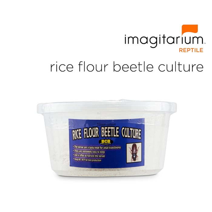 Rice Flour Beetle Culture (Triboliun Confusum), Pack of 4